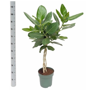 FICUS BENG AUDREY