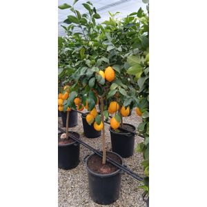 Citrus hystrix