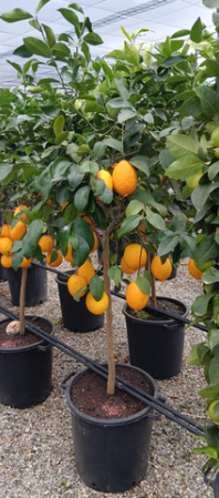 <h4>Citrus hystrix</h4>