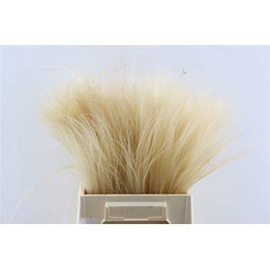 Dried Stypha Natural(10toef) Bunch