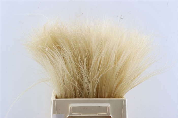 <h4>Dried Stypha Natural(10toef) Bunch</h4>