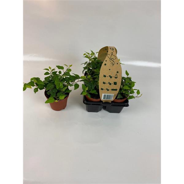 <h4>4-Pack Groen 8,5</h4>
