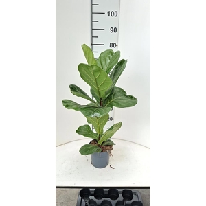 FICUS LYRATA