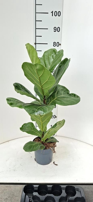 <h4>FICUS LYRATA</h4>