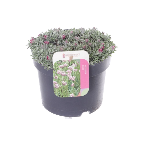 <h4>Antennaria dioica Alex Duguid</h4>