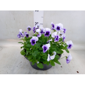 Viola corn. 'Evo Mini Beaconsfield'