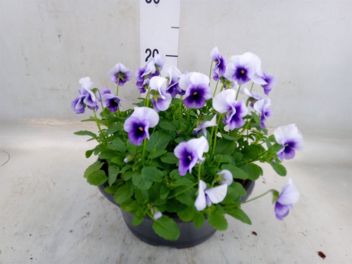 <h4>Viola corn. 'Evo Mini Beaconsfield'</h4>