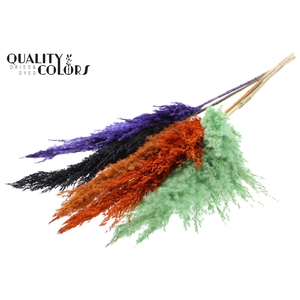 Pampas Grass 100cm 5st/bunch Halloween Mix