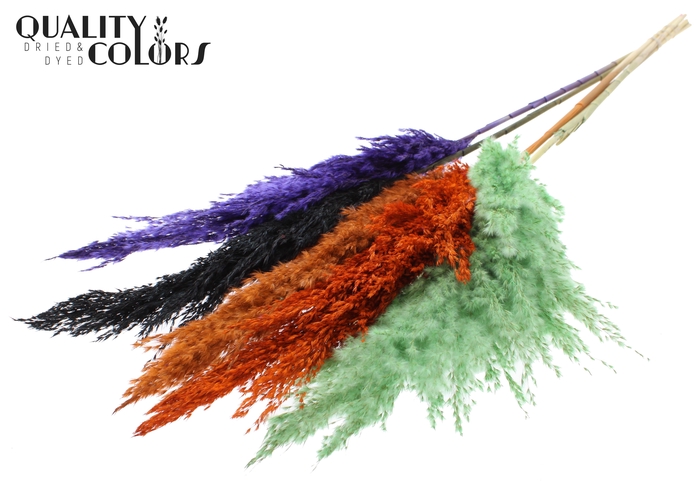<h4>Pampas Grass 100cm 5st/bunch Halloween Mix</h4>