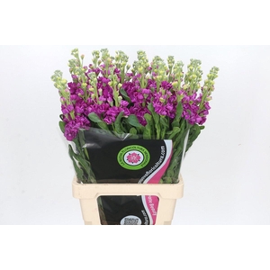 Matthiola Iron Rose
