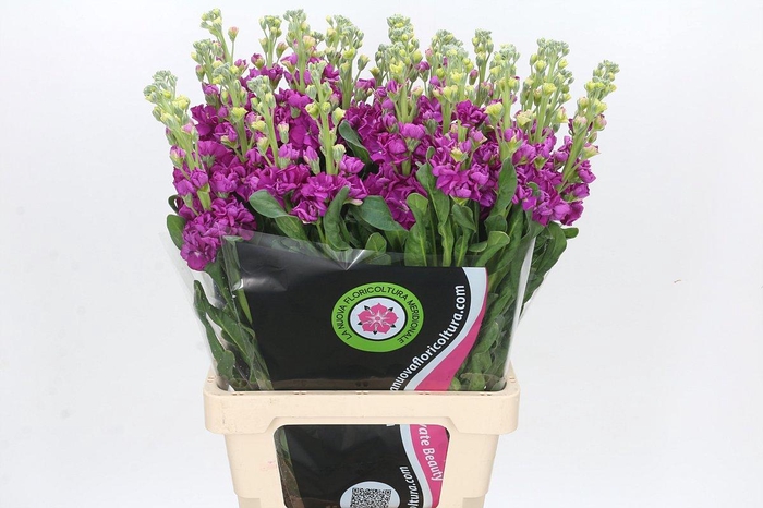 <h4>Matthiola Iron Rose</h4>
