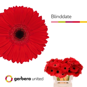 Gerbera Blinddate Water x40