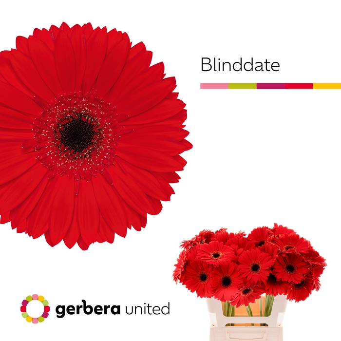 <h4>Gerbera Blinddate Water</h4>