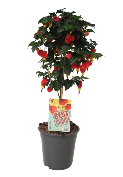 <h4>Abutilon Big Bell</h4>