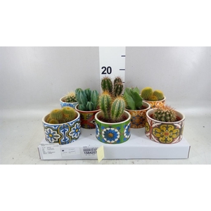 Cactus ...