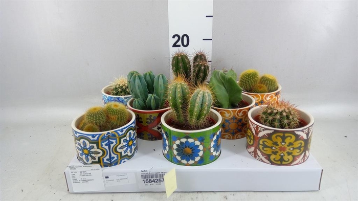 <h4>Cactus   ...</h4>