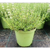 Thymus vulgaris
