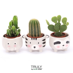 TRULY Cactus, Animal Grey