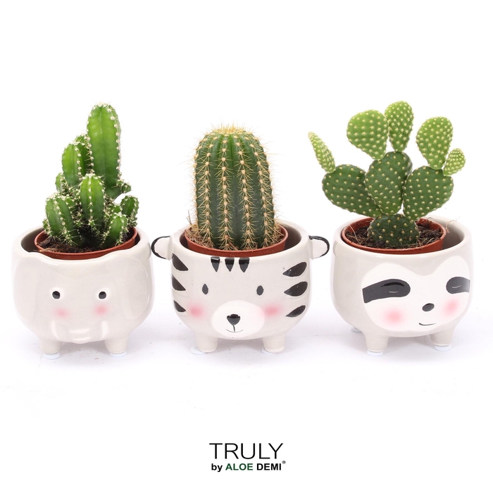 <h4>TRULY Cactus, Animal Grey</h4>