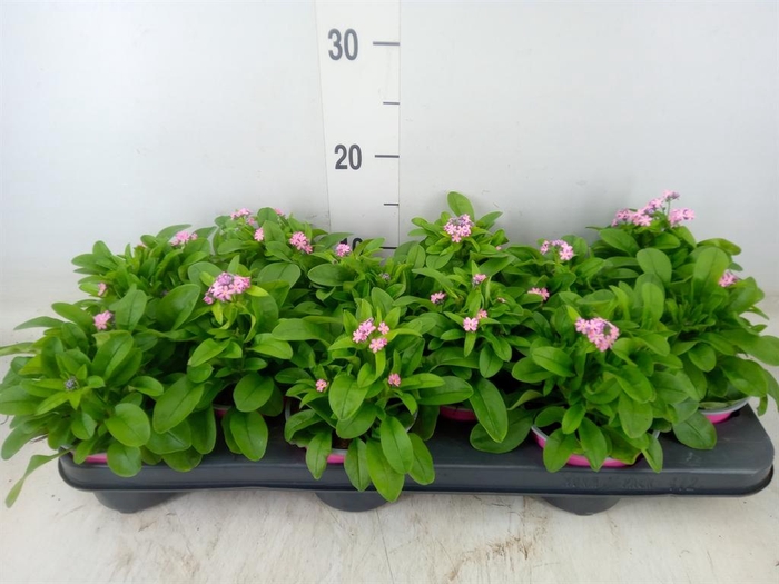 <h4>Myosotis sylv. 'Mon Amie Pink'</h4>