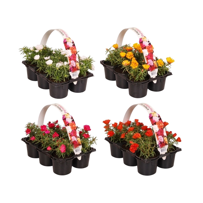 <h4>Portulaca mixkar 6p</h4>