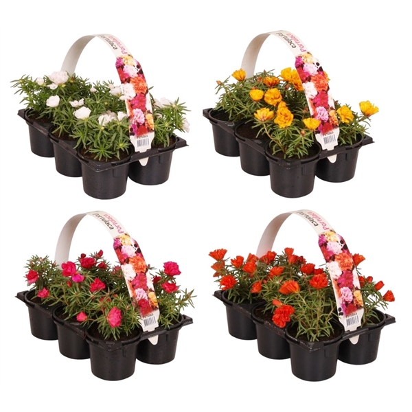 Portulaca mixkar 6p