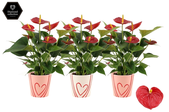 <h4>Anthurium Diamond Red in Sweet ceramics</h4>