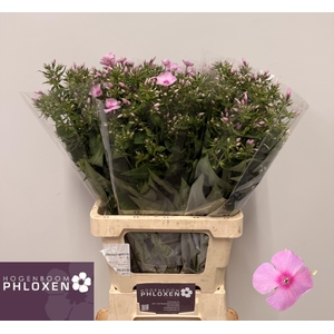 PHLOX P SWEET LEXY