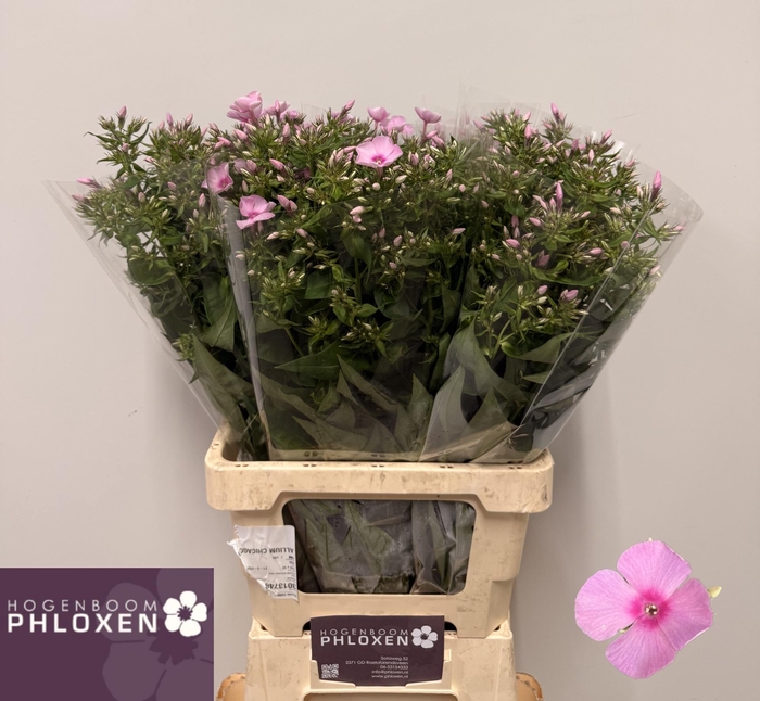 <h4>PHLOX P SWEET LEXY</h4>