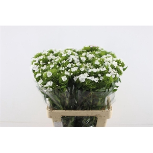 Di Barb White Duke 60cm