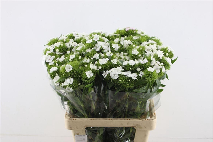 <h4>Di Barb White Duke 60cm</h4>