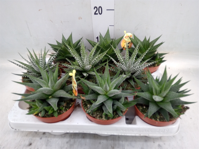 <h4>Haworthia   ...mix</h4>