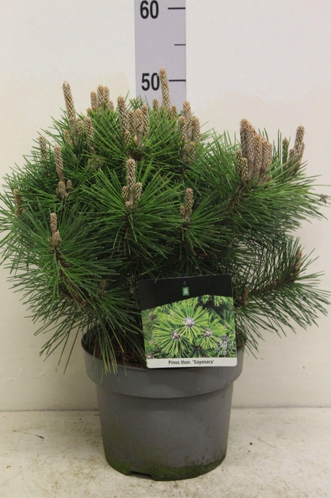 <h4>Pinus thunbergii 'Sayonara' P23 potgekweekt</h4>