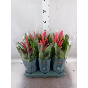 Vriesea  'Intenso Pink'