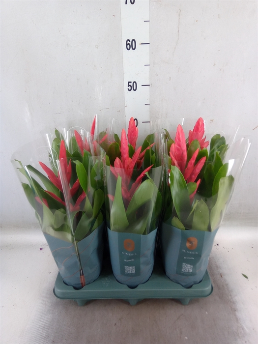 <h4>Vriesea  'Intenso Pink'</h4>