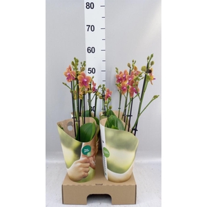 Phalaenopsis multi. 'Ant Bolgheri'