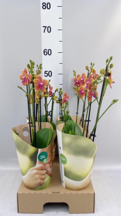 <h4>Phalaenopsis multi. 'Ant Bolgheri'</h4>