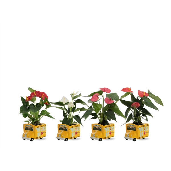 <h4>Anthurium 4 color mix in Schoolbus ceramics</h4>