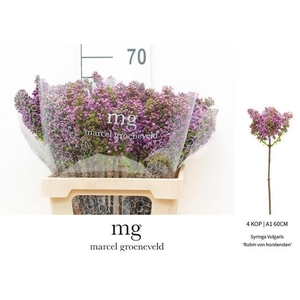 SYRINGA VULG. 'RUHM V HORSTENSTEIN'