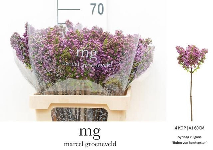 <h4>SYRINGA VULG. 'RUHM V HORSTENSTEIN'</h4>