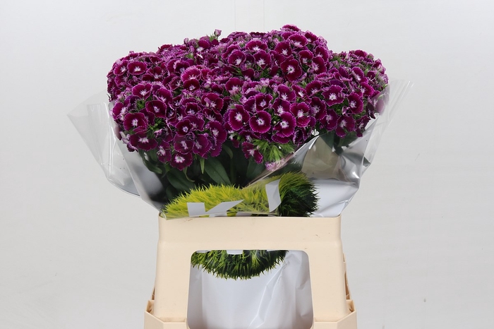 <h4>Dianthus br kiwi polka violet</h4>