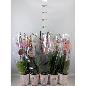 Phalaenopsis   ...mix