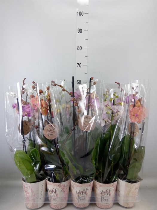 <h4>Phalaenopsis   ...mix</h4>