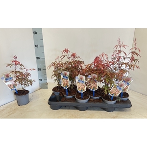ACER PALMATUM