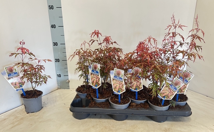 <h4>ACER PALMATUM</h4>
