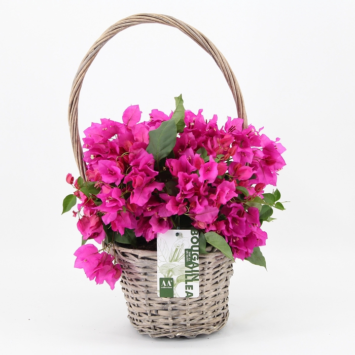 <h4>Bougainvillea 'Sandriana' struik in mand</h4>
