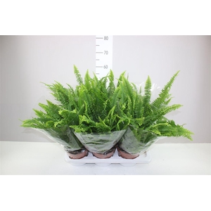 Nephrolepis Ex Green Lady