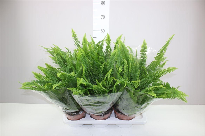 <h4>Nephrolepis Ex Green Lady</h4>