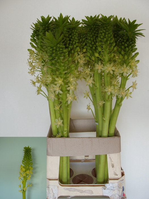 <h4>EUCOMIS P-E GOLIATH</h4>