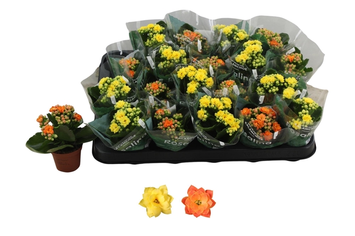 <h4>KAL GE RO GEM 2 KL</h4>